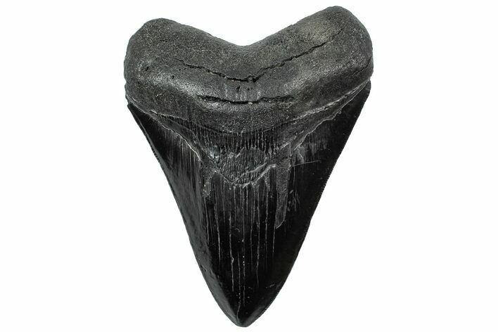 Serrated, Fossil Megalodon Tooth - South Carolina #307555